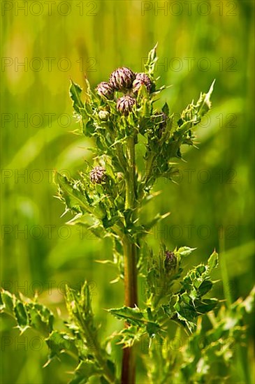 Field Thistle