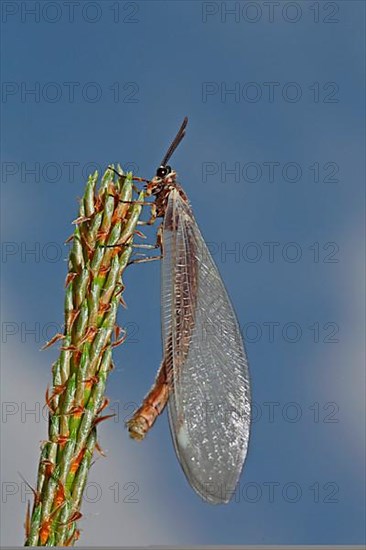 Large Ant Damselfly