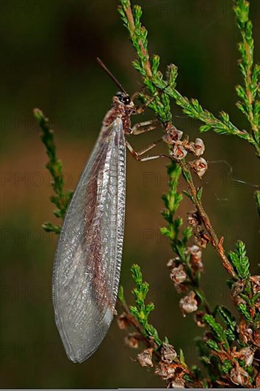 Large Ant Damselfly