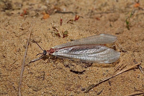 Large Ant Damselfly