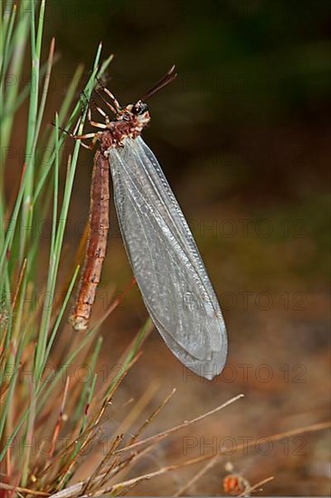 Large Ant Damselfly