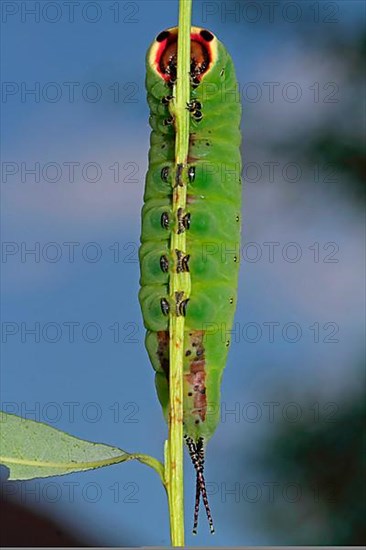 Greater fork tail