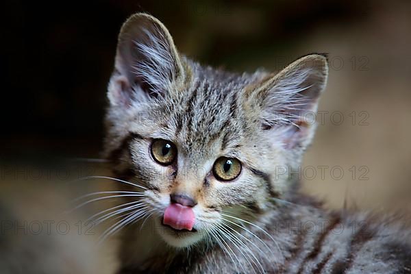 European wildcat