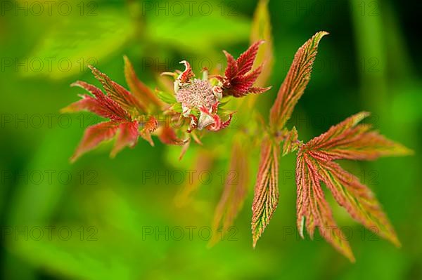 Genuine meadowsweet