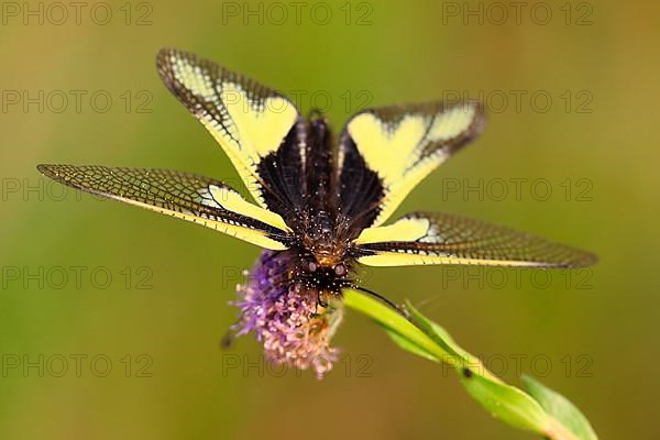 Dragonfly Butterflyhaft