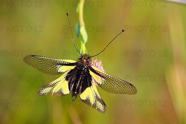 Dragonfly Butterflyhaft