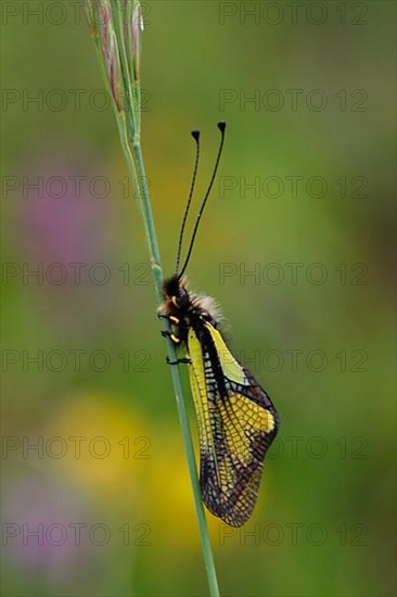 Dragonfly Butterflyhaft