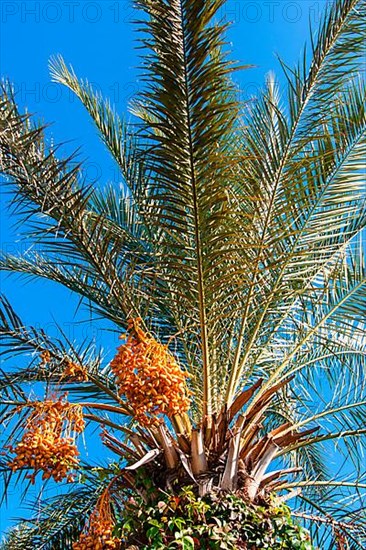 Date palm