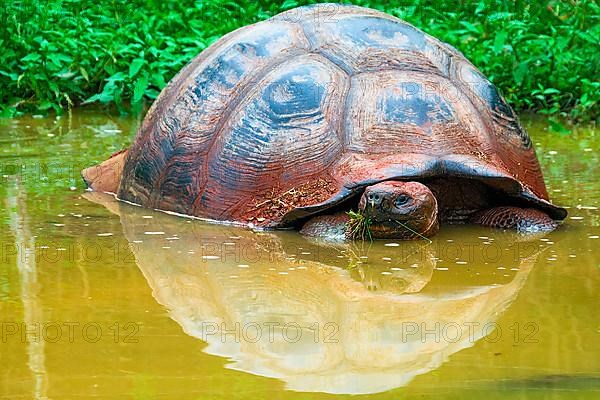 Galapagos giant tortoise