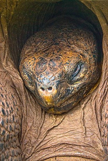 Galapagos giant tortoise