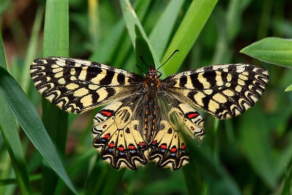 Easter lucifer butterfly