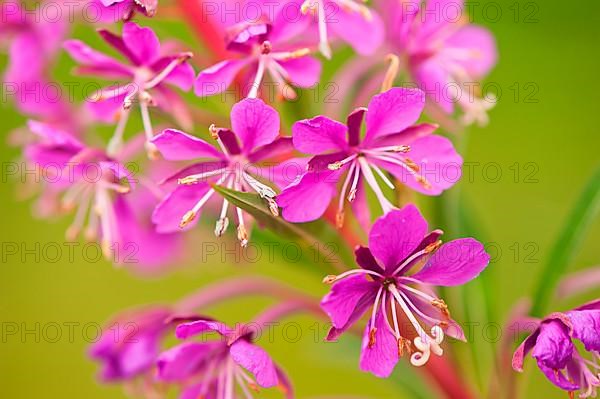 Narrow-leaved willowherb