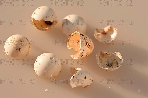 House martins