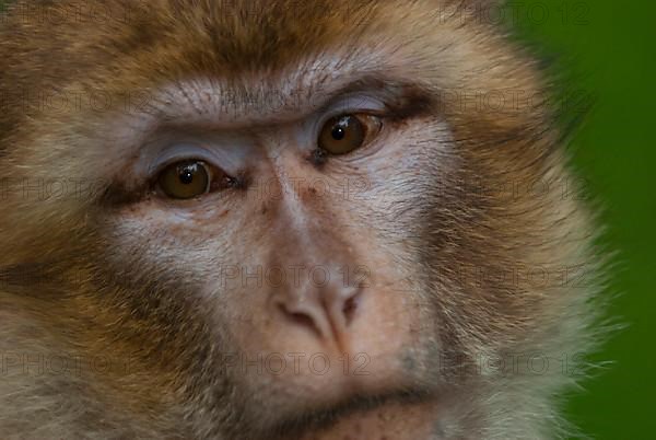 Barbary macaque