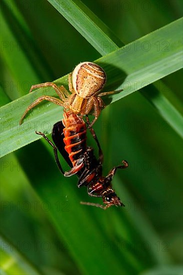 Swamp crab spider