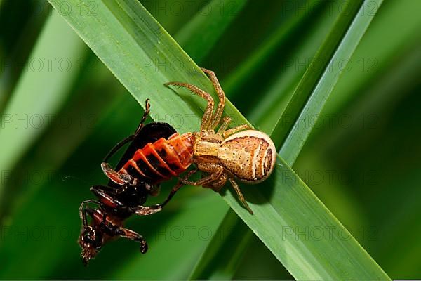 Swamp crab spider