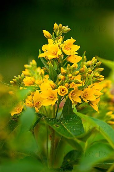 loosestrife