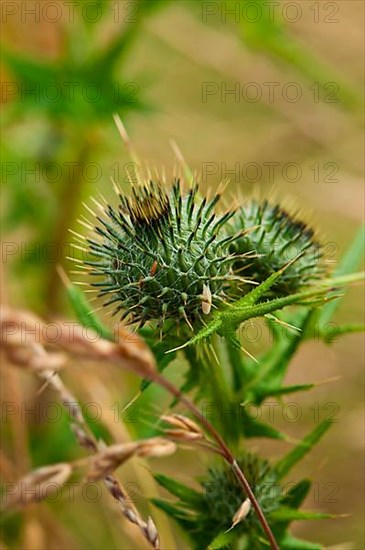 Common Thistle