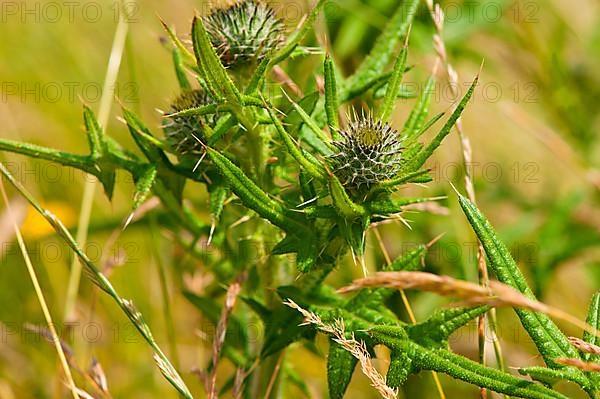 Common Thistle