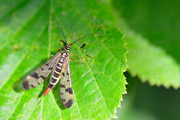 Scorpion fly