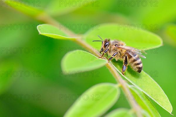 Common sand bee