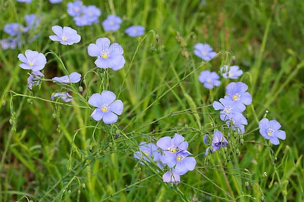 Austrian flax