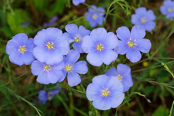 Austrian flax