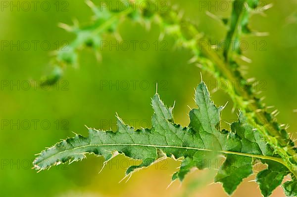 Spear Thistle