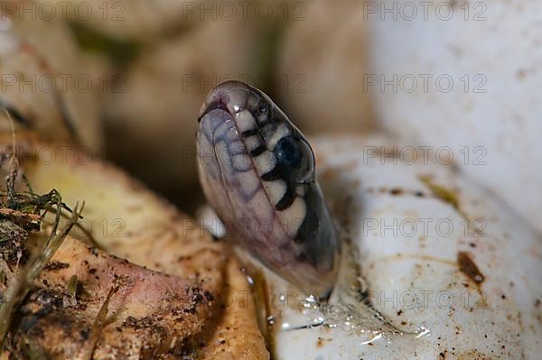 Hatching grass snake