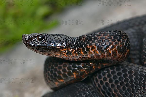 Black alpine viper