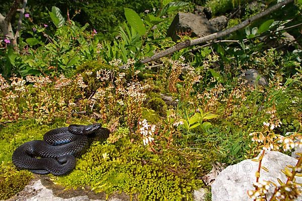 Black alpine viper