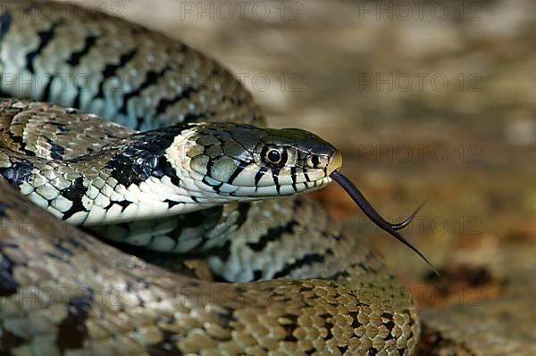 Barred ring snake