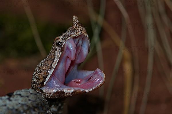 Nose horned viper