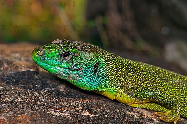 Western green lizard