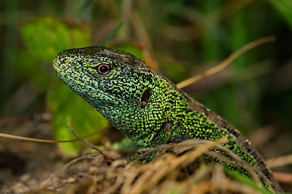 Sand lizard with ticks