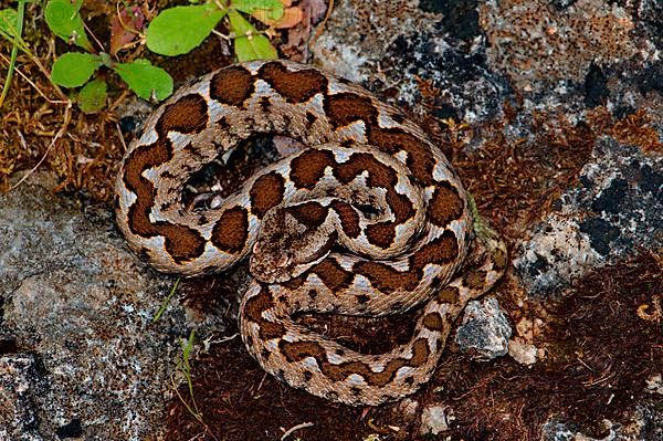 Sand or horned viper