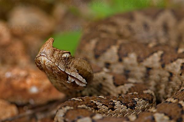 Sand or horned viper