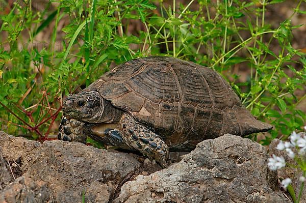 Broad-edged tortoise