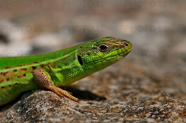 Balkan wall lizard