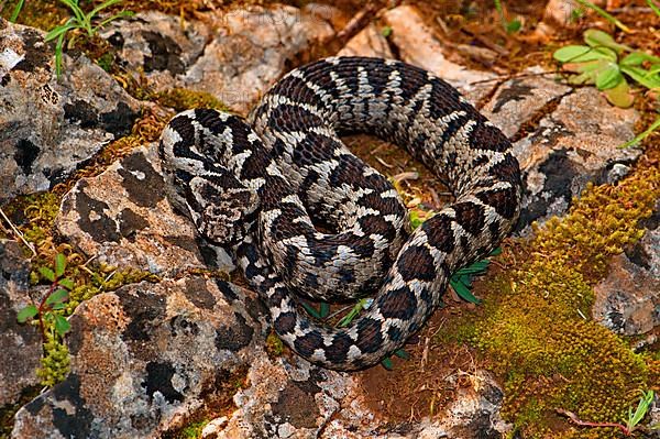 Sand or horned viper