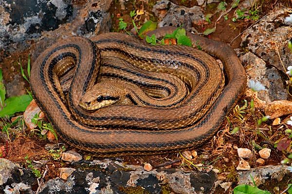 Four-striped snake