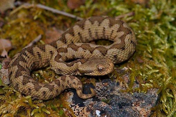 Sand or horned viper