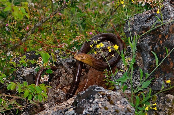 European Iguana Lizard