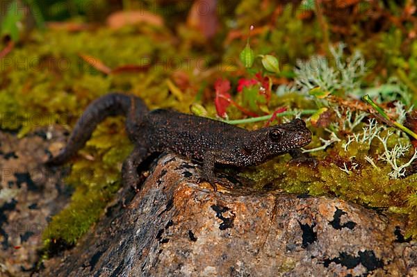 Macedonian crested newt