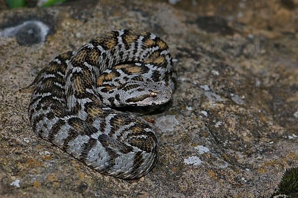 Wagner's Mountain Otter