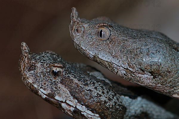 Long-nosed viper