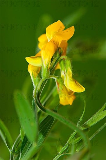 Meadow vetchling