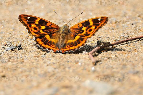 Small Schiller Butterfly