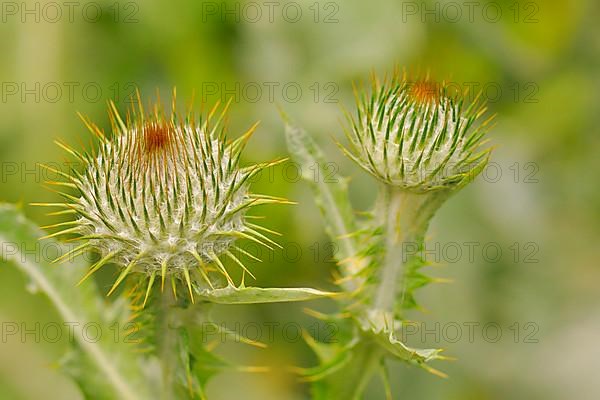 Cotton Thistle