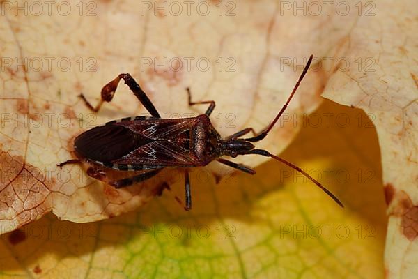 American pine bug